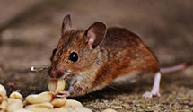 hospital-and-healthcare-facility-pest-management Experts in Trail